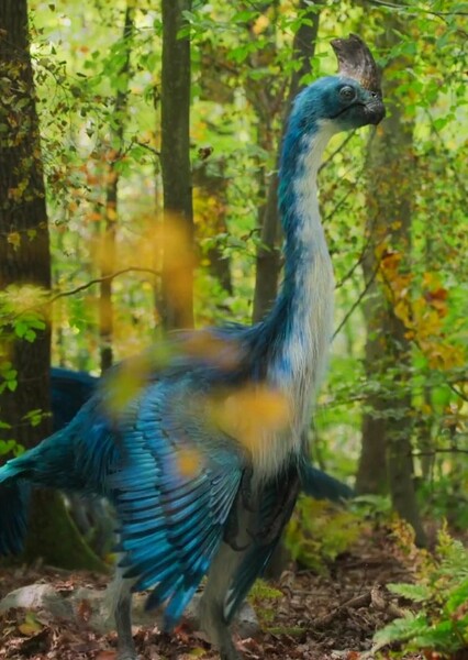 Corythoraptor photo