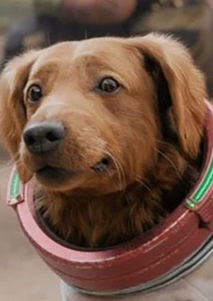Cosmo the Spacedog (Marvel Cinematic Universe) photo