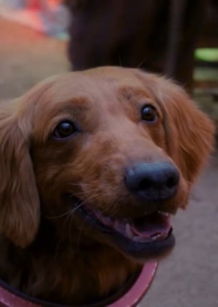 Cosmo the Spacedog (Marvel Cinematic Universe) photo