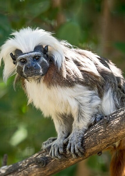 Cotton Top Tamarin