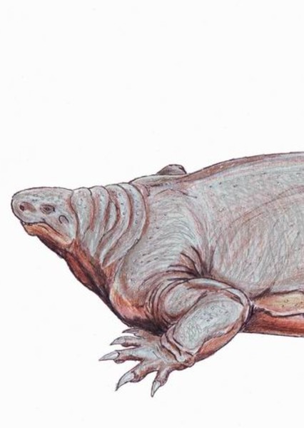 Cotylorhynchus photo