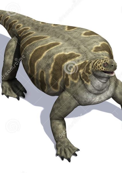 Cotylorhynchus photo