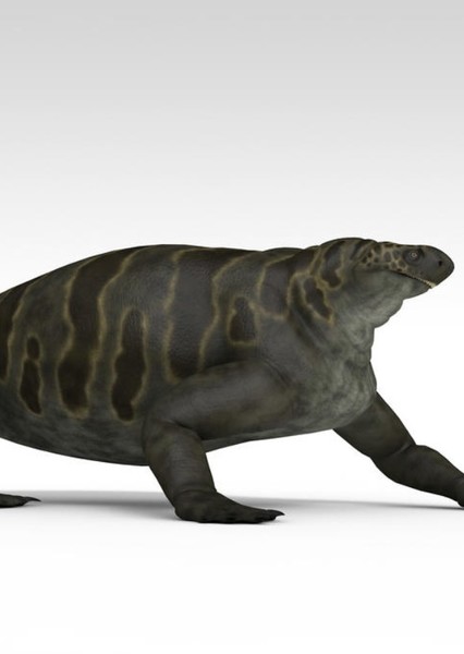 Cotylorhynchus photo