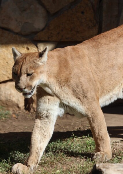 Cougar