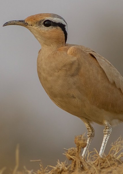 Courser