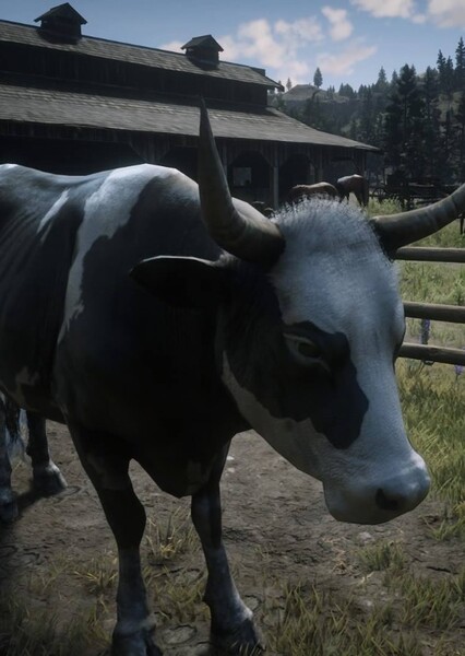 Cow photo
