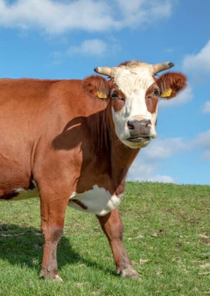 Cow Animal