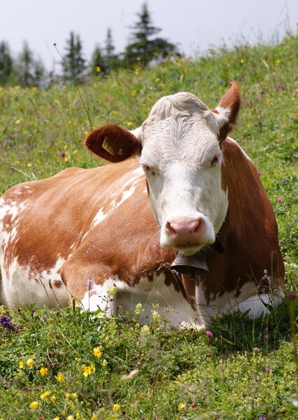 Cow Animal