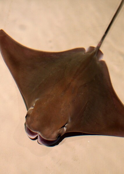 Cownose Ray