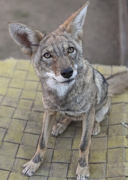 Coyote photo
