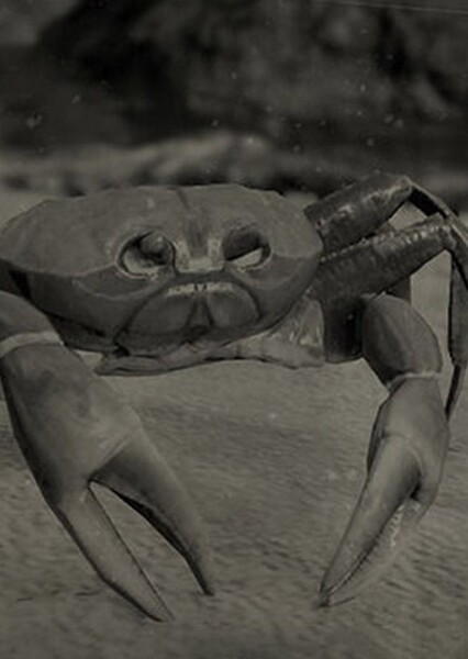 Crab photo