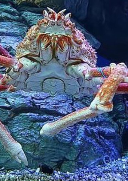 Crab