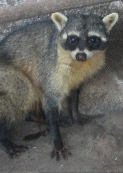 Crab-Eating Raccoon