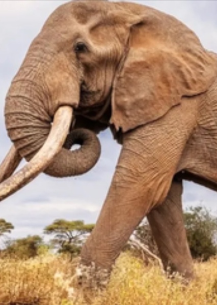 Craig the Elephant