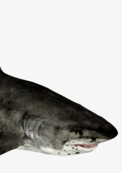 Creature Voice Effects photo