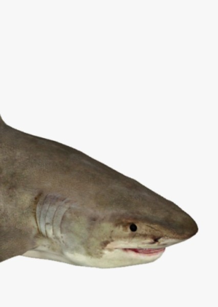 Creature Voice Effects photo