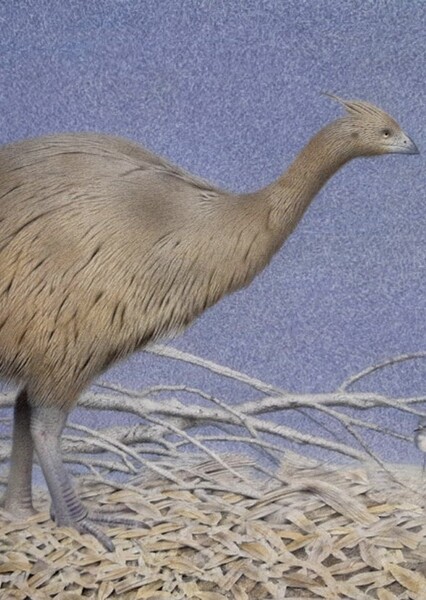 Crested Moa