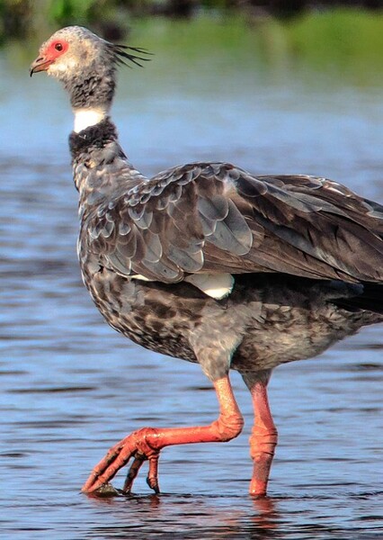 Crested Screamer