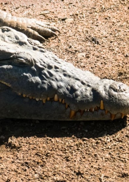 Crocodile photo