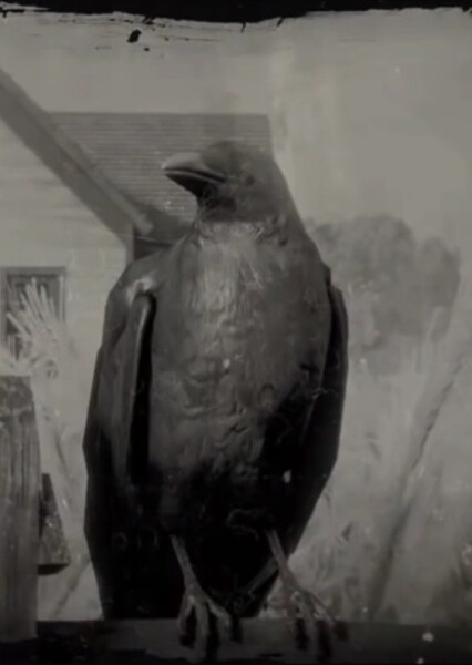 Crow photo