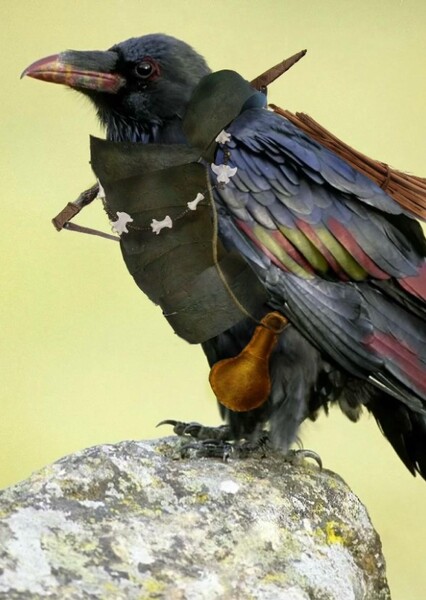 Crow photo
