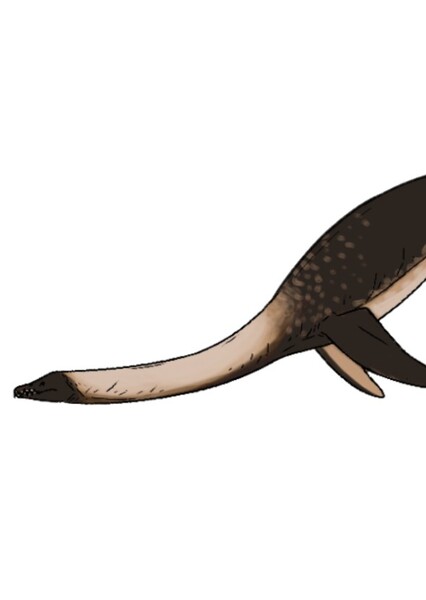 Cryptoclidus