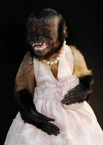 Crystal the Monkey
