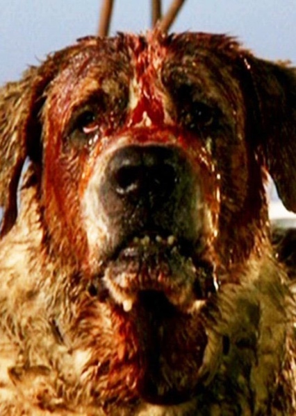 Cujo photo
