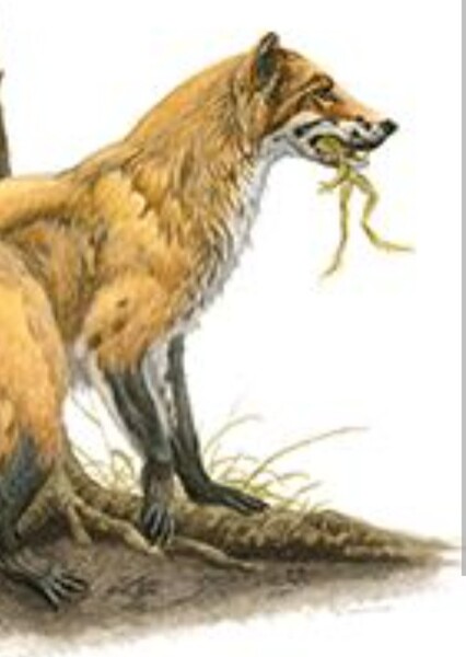 Cynarctus