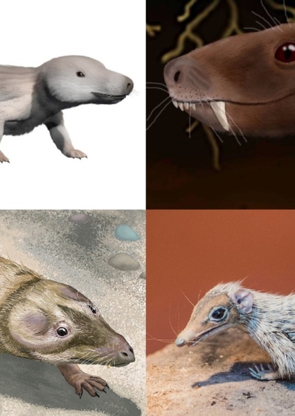 Cynodontia