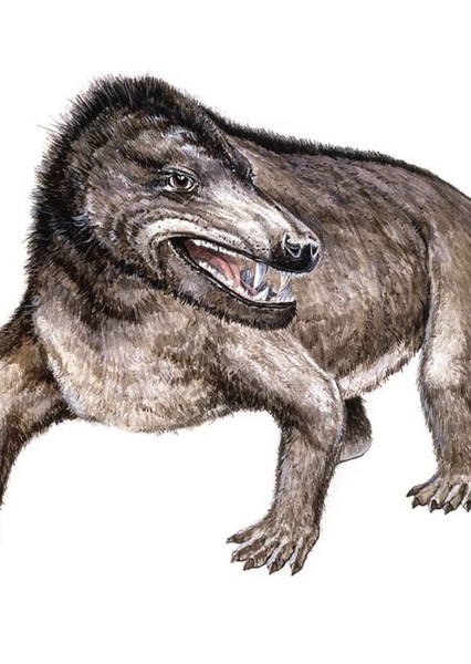 Cynognathus photo
