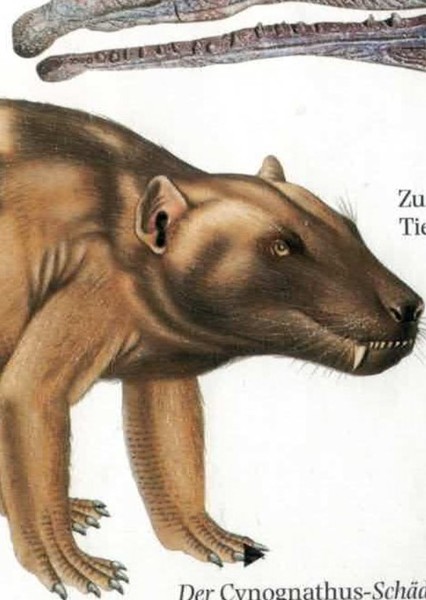 Cynognathus photo