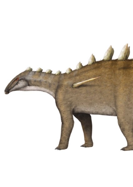 Dacentrurus photo