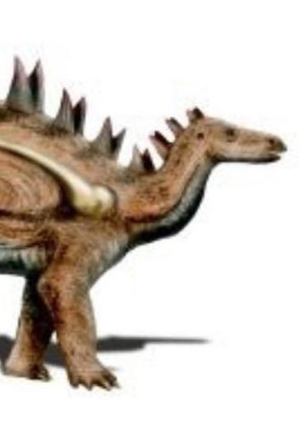Dacentrurus photo