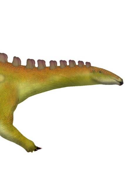 Dacentrurus photo
