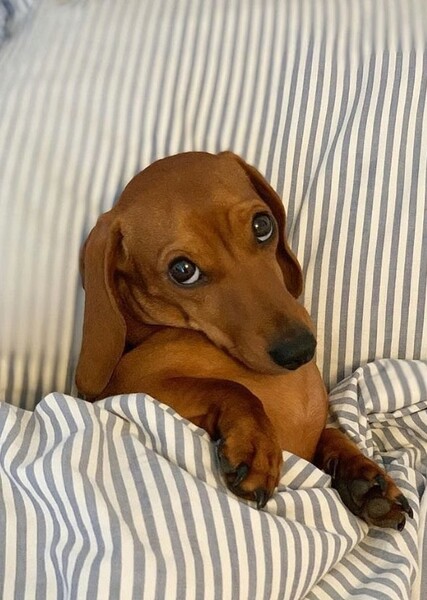 Dachshund