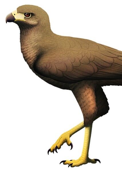 daggett's eagle