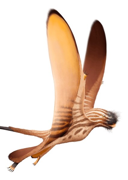 Daohugoupterus