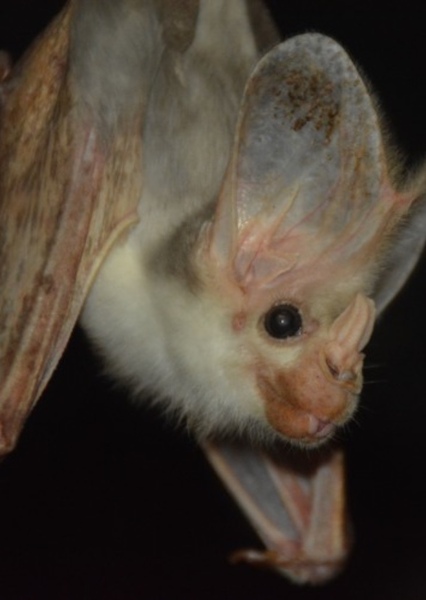 Dave the Bat photo