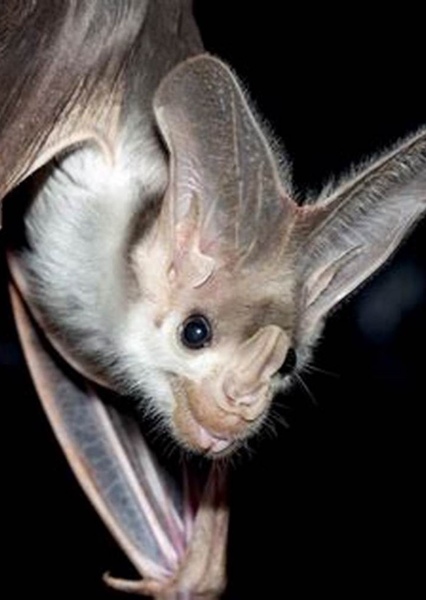 Dave the Bat photo