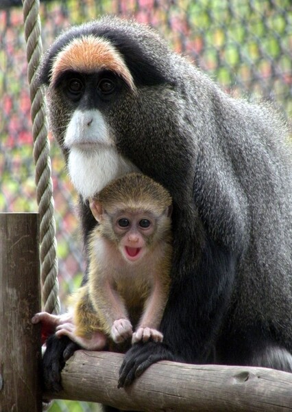 De Brazza's Monkey