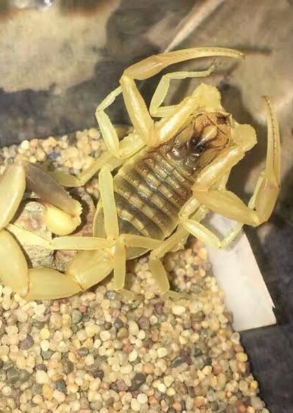 Deathstalker scorpion