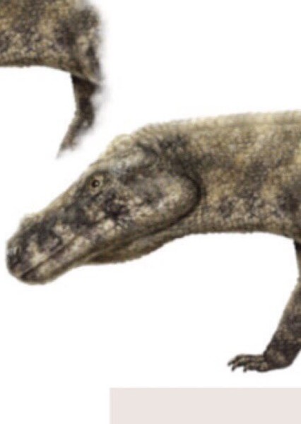 Decuriasuchus photo
