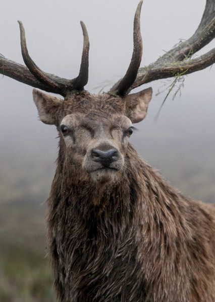 Deer photo