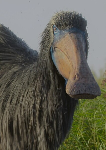 Deinocheirus (Prehistoric Planet)