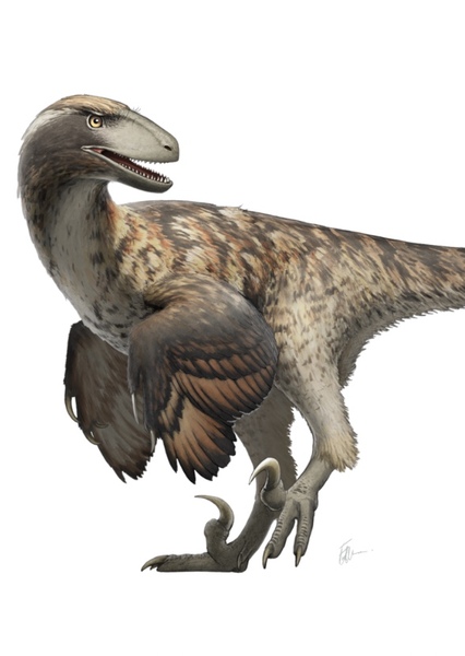 Deinonychus photo
