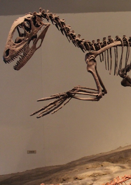 Deinonychus photo