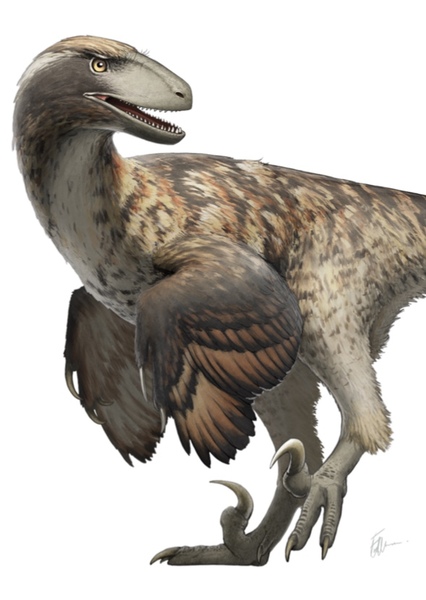 Deinonychus photo