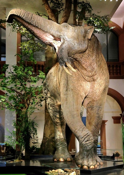 Deinotherium photo