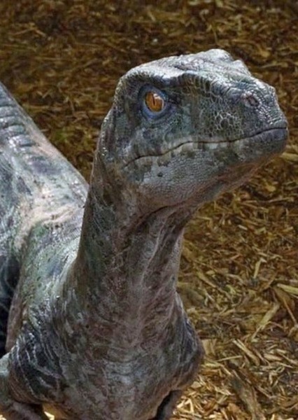 Delta the Velociraptor photo